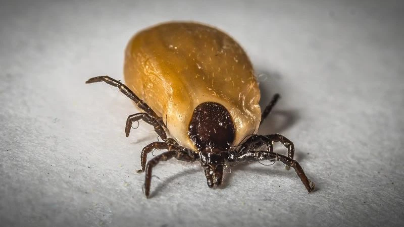 Fumigación de garrapatas en Bogotá y Cundinamarca