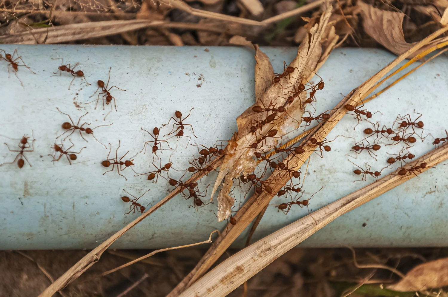 Fumigación de hormigas carpinteras, arrieras y de casa