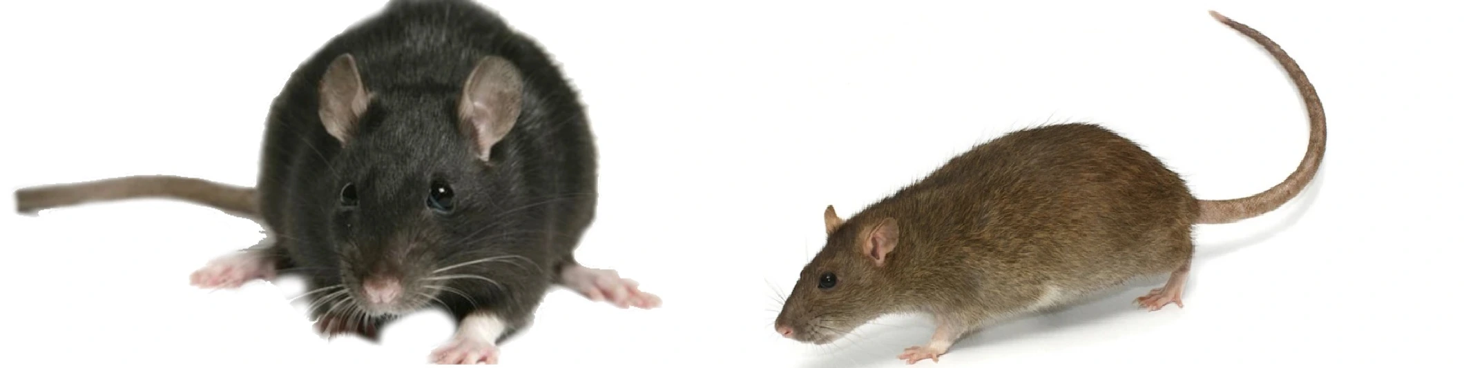 Rattus rattus y Rattus norvegicus