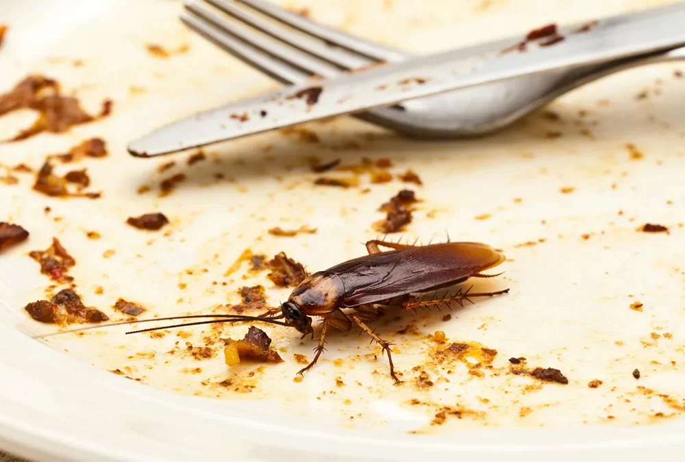 Cómo eliminar cucarachas en restaurantes de forma segura