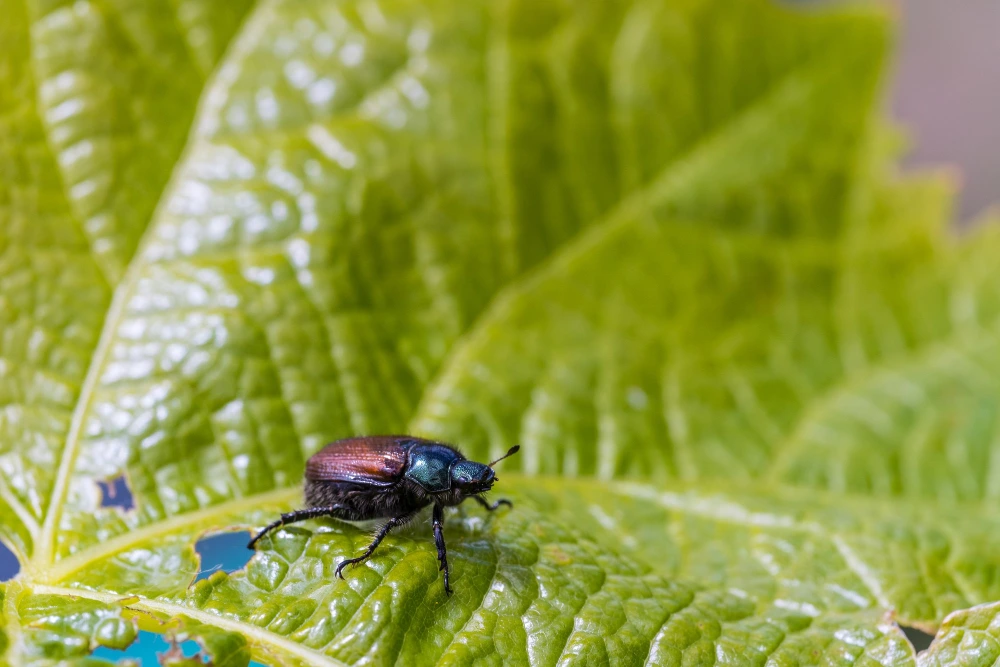 Cómo eliminar los insectos de las plantas de forma segura