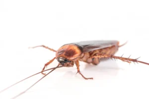 Una sola cucaracha es suficiente para infestar una casa