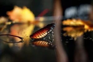 Cómo acabar con las cucarachas voladoras