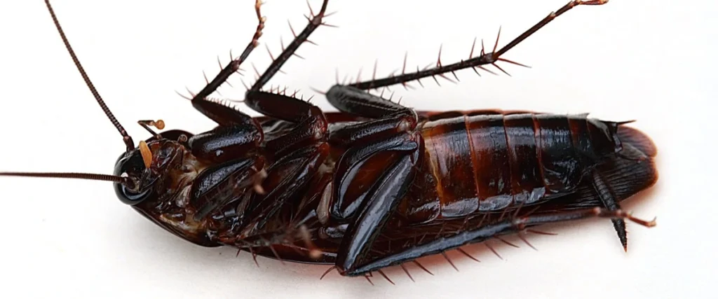 Cucaracha Negra (Blatta orientalis)