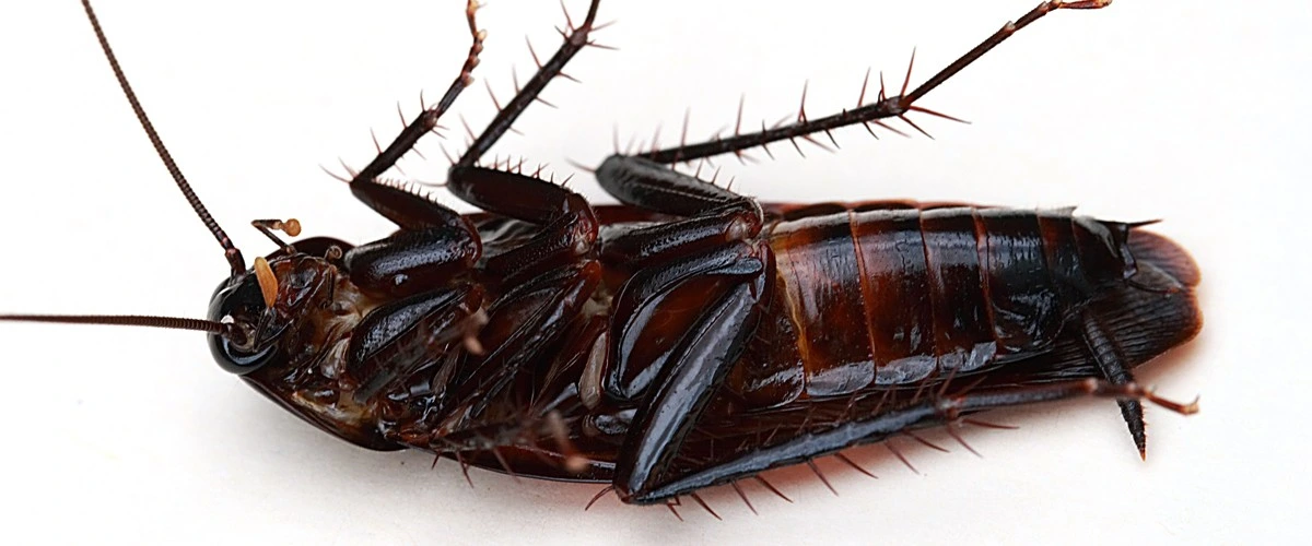 Cucaracha Negra (Blatta orientalis)