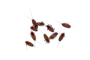 Cucarachas bebes o ninfas