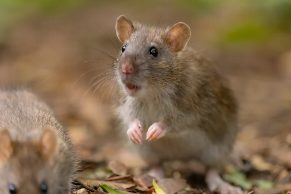 olores que odian los roedores