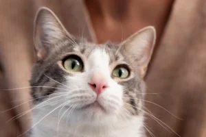 eliminar ratas grandes