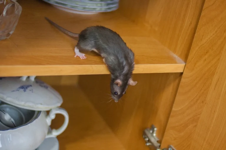 enfermedades que transmiten las ratas