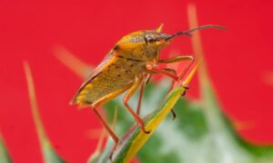 cómo identificar una picadura de chinche