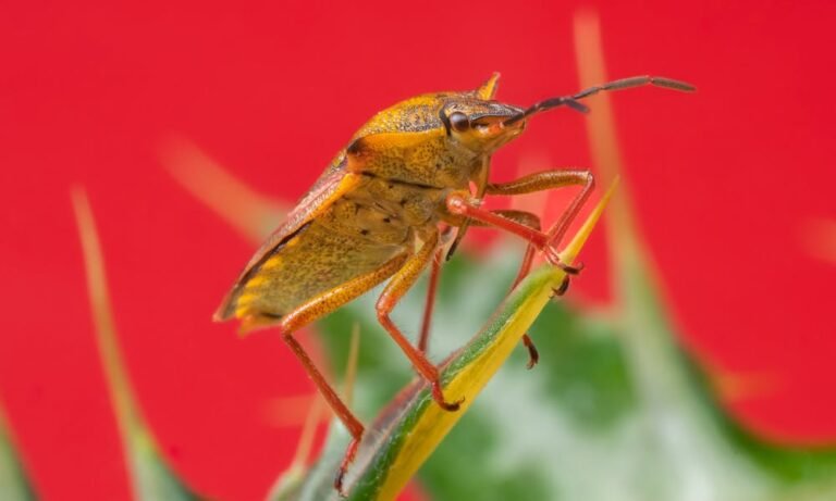 cómo identificar una picadura de chinche