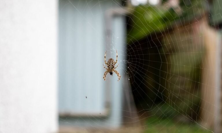cómo eliminar las arañas de la casa