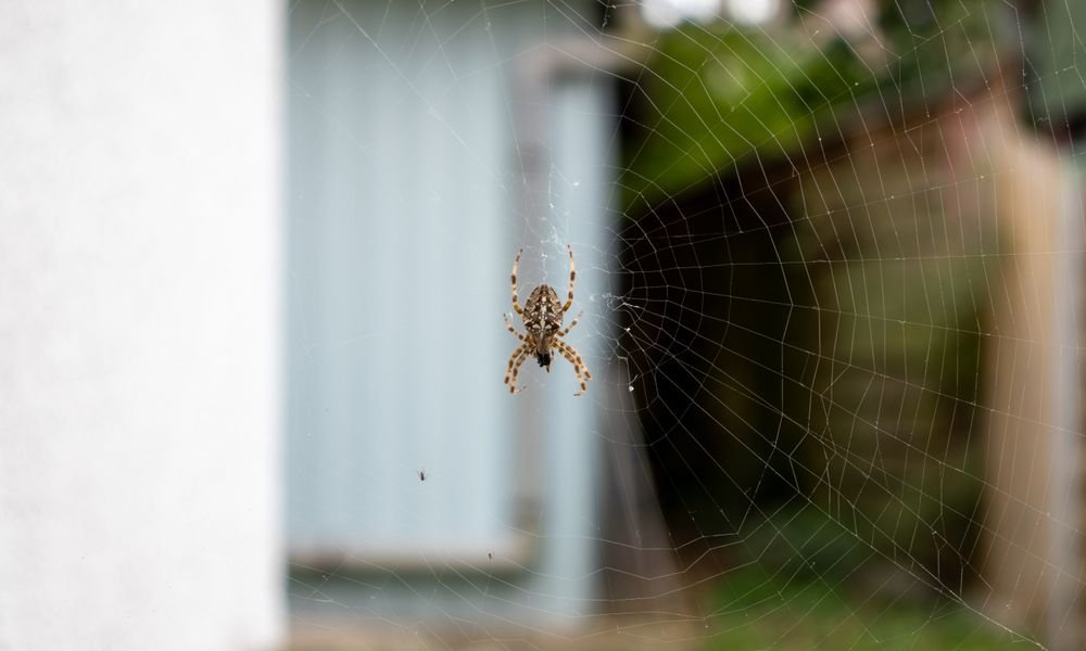 cómo eliminar las arañas de la casa