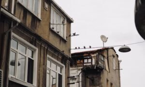 cómo eliminar las palomas