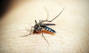 cómo eliminar los zancudos de la casa