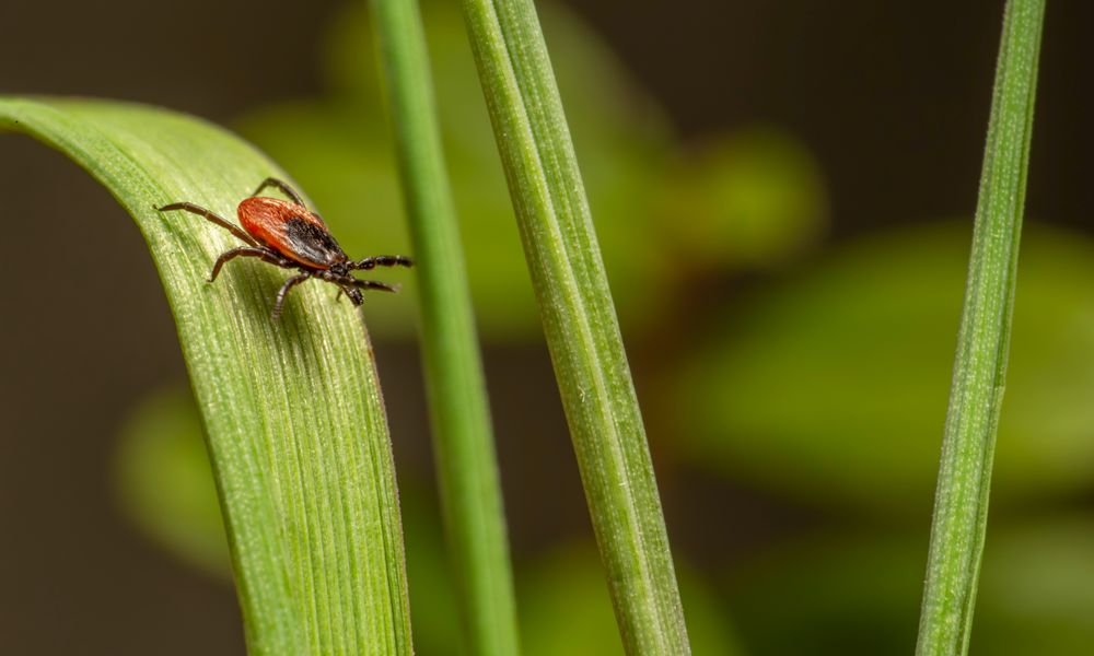 garrapatas en el jardín