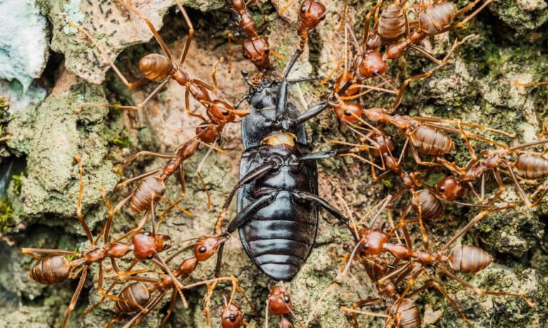 hormigas voladoras