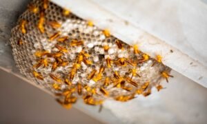 panal de abejas en casa