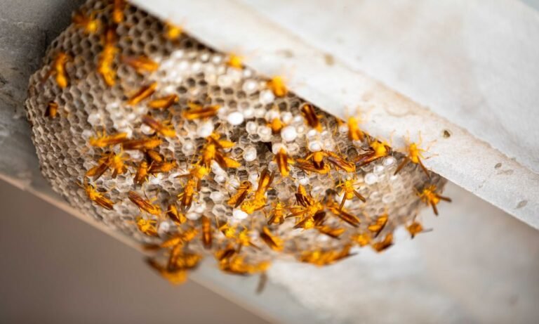 panal de abejas en casa
