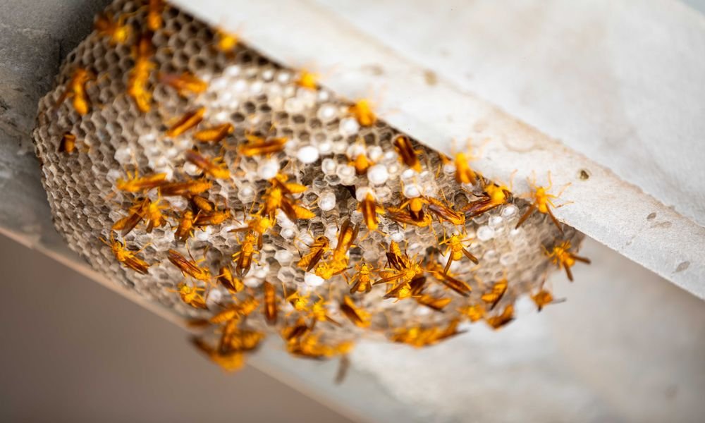 panal de abejas en casa