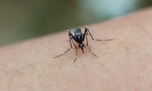 mosquito del dengue en Bogotá