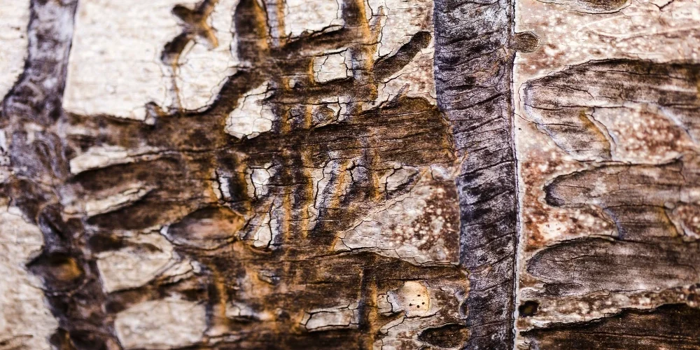 Cómo acabar con la carcoma de la madera