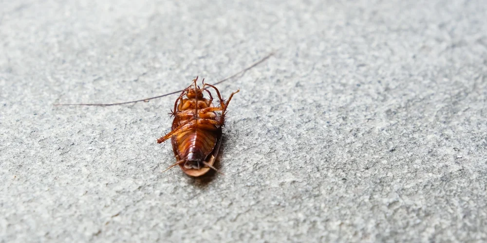 Cómo acabar con las cucarachas pequeñas