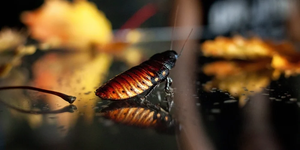 Cómo acabar con las cucarachas voladoras