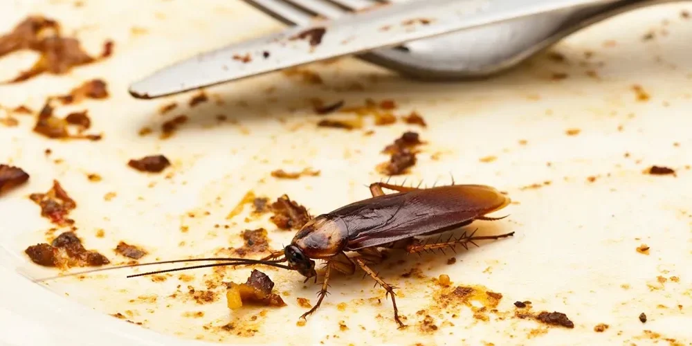 Cómo eliminar cucarachas en restaurantes de forma segura