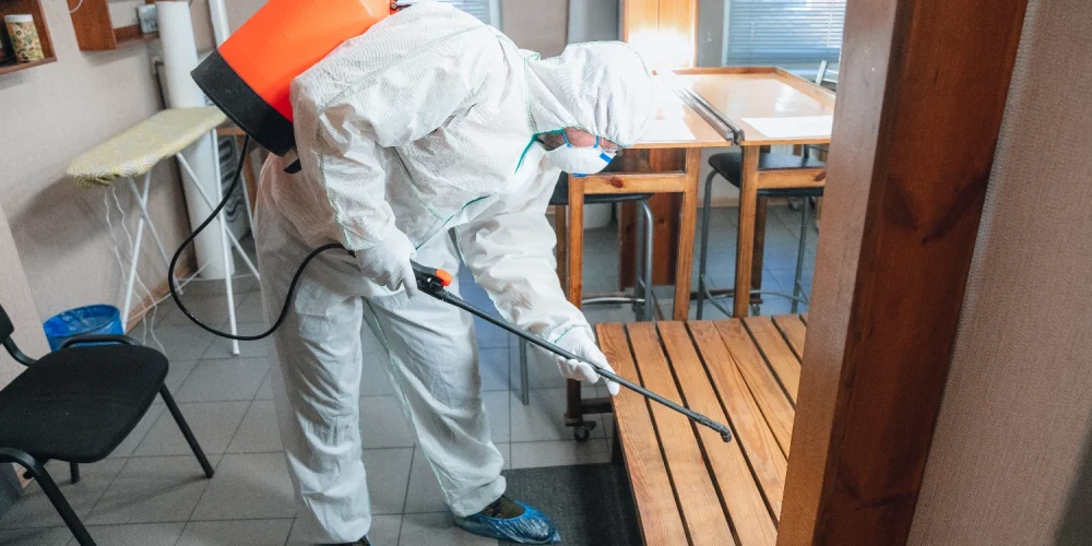 Cómo eliminar insectos de la casa de forma efectiva