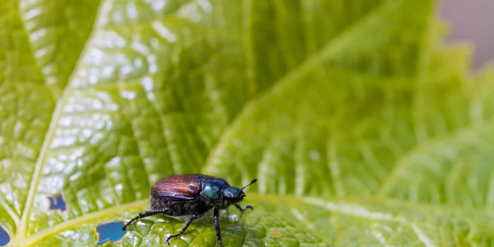 Cómo eliminar los insectos de las plantas de forma segura