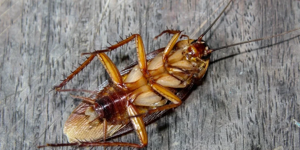 Cuánto vive una cucaracha