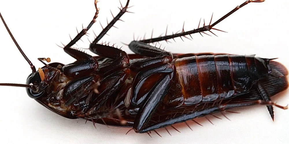 Cucaracha Negra (Blatta orientalis)