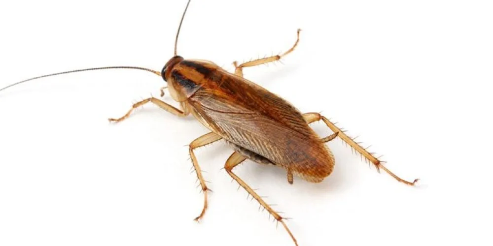 Cucaracha alemana