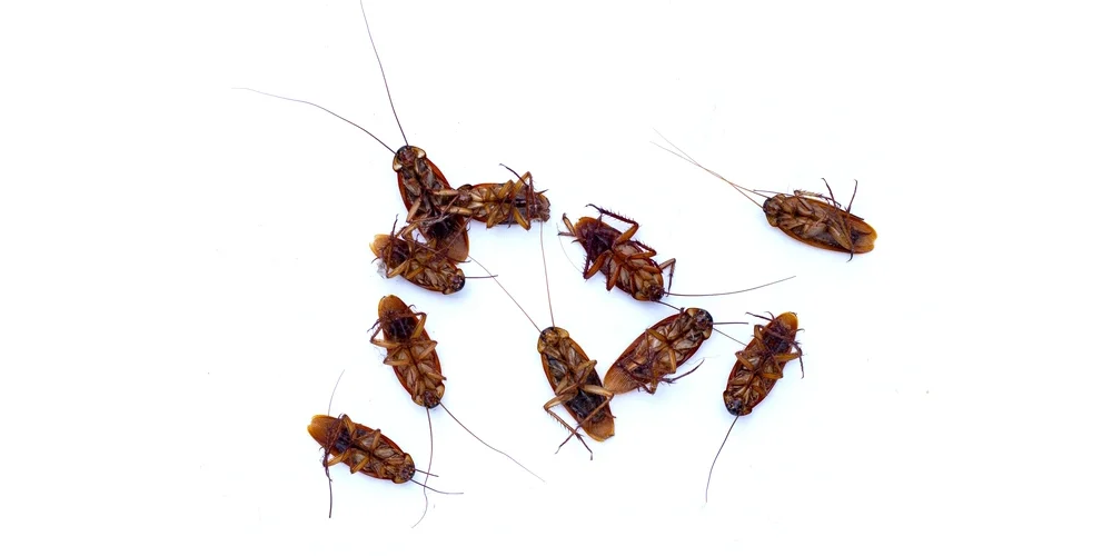 Cucarachas bebes o ninfas