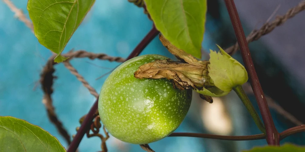 Enfermedades y plagas del aguacate en Colombia