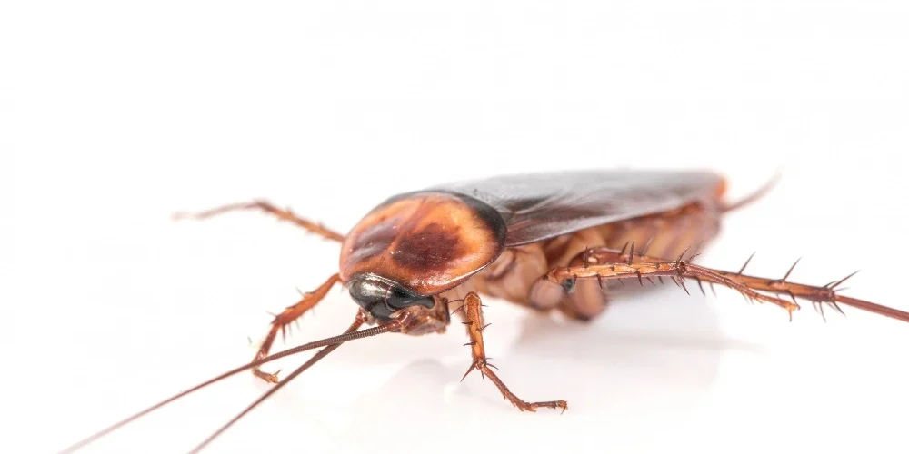 Una sola cucaracha es suficiente para infestar una casa