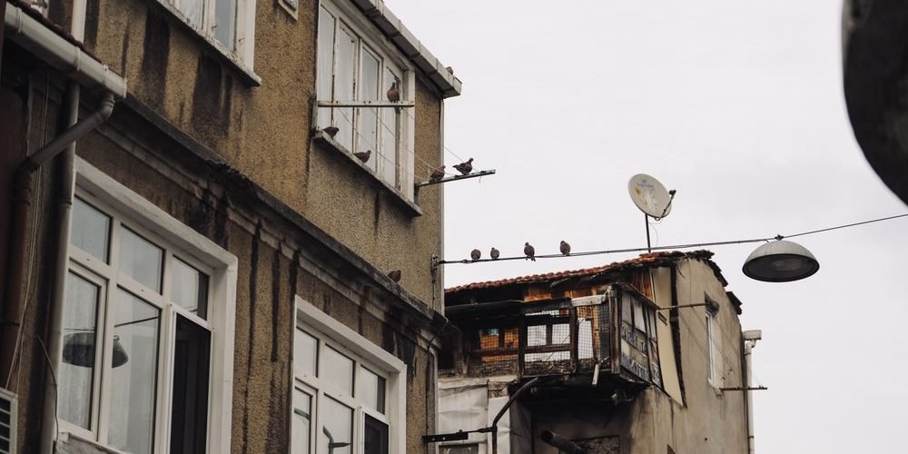 cómo eliminar las palomas