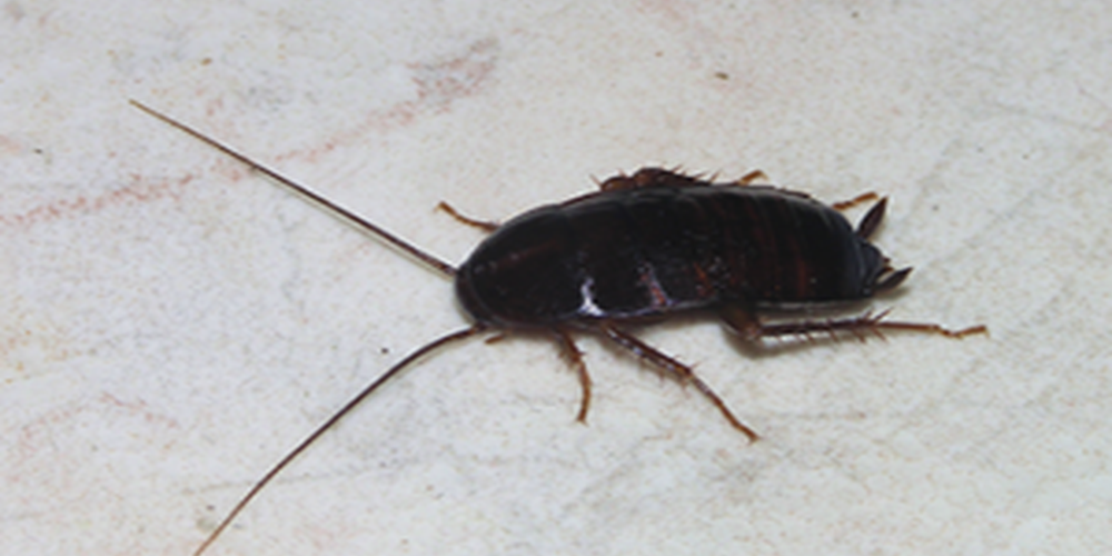 cucaracha oriental en Colombia