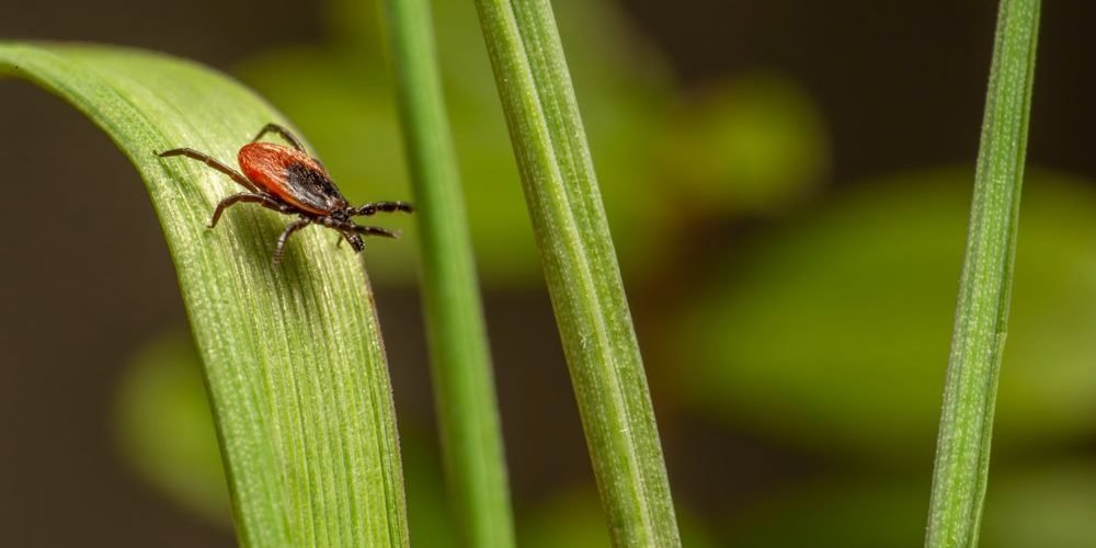 garrapatas en el jardín