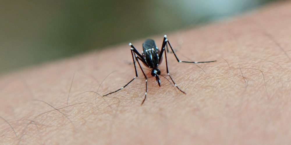 mosquito del dengue en Bogotá