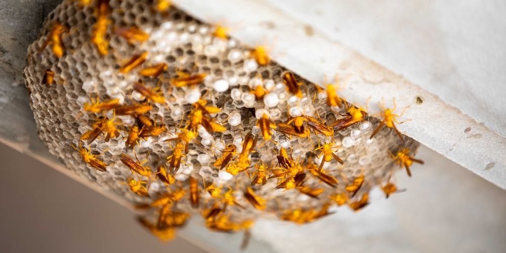 panal de abejas en casa